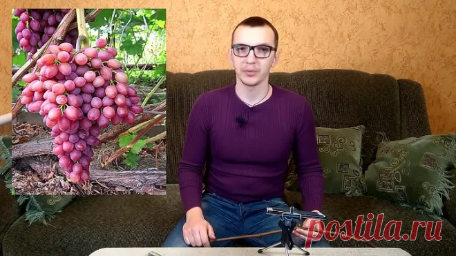 КОГДА СТАВИТЬ ЧЕРЕНКИ ВИНОГРАДА НА ПРОРАЩИВАНИЕ НЬЮАНСЫ ПРОРАЩИВАНИЯ