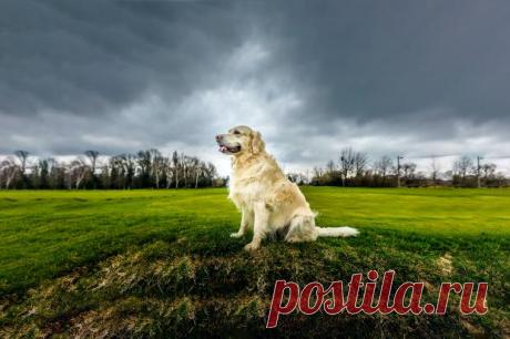 Самый старый золотистый ретривер по кличке Оги отметил 20-й день рождения