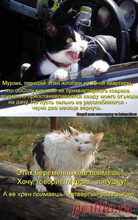 Котоматрицы