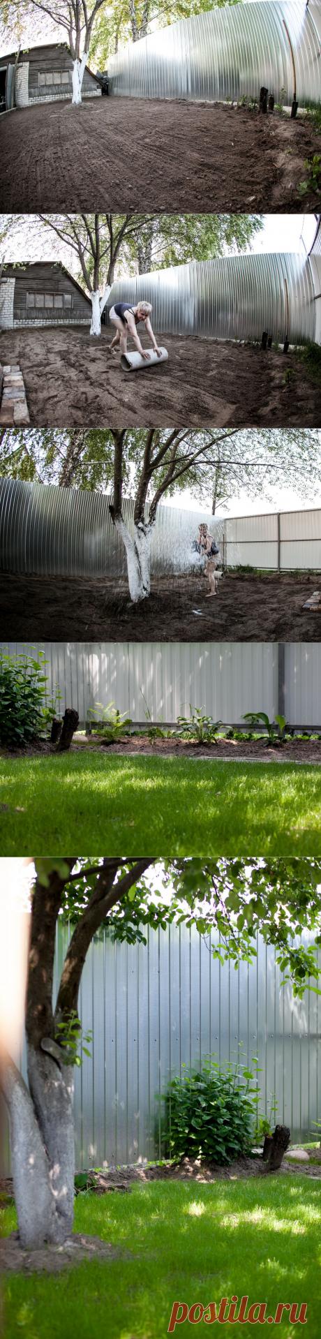 Мой первый газон.Уж очень мне захотелось посадить у себя в саду зелёный газон, пришлось хорошенечко постараться и приложить массу усилий, самое тяжёлое было перекапать участок и удалить  ненужные корни, сделать ровной поверхность участка, правильно посадить, полить и ждать когда же взойдёт, получилось,  хотя до отличного газона ещё далеко.