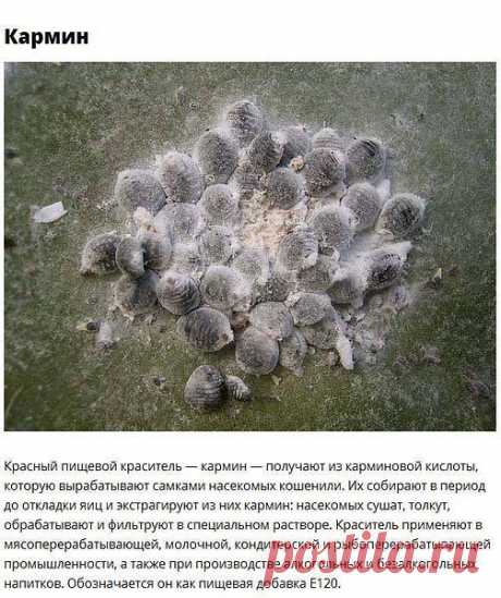 Фото пользователя Виктор, Ашхабад, 59 лет