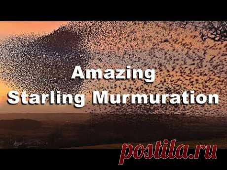 Murmuration of Starlings in Cornwall in HD - WOW Starling Birds Flocking Together - YouTube