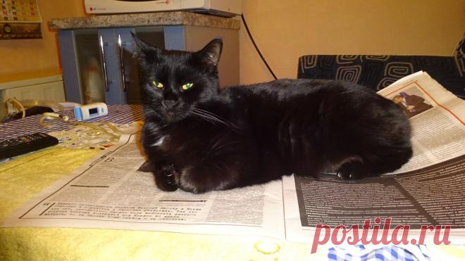 Жужа отдыхает