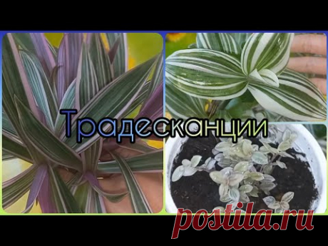 ТРАДЕСКАНЦИИ🌱Быстрое размножение🌹Формирование🌱Рео🌹Каллизия Пинк Леди🌱Традесканция Белоцветковая
