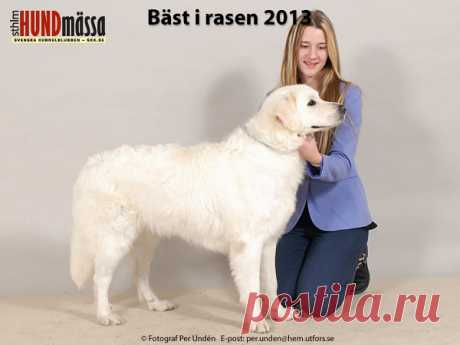 SLOVENSKY CUVAC Domare: NILSSON KURT   SE JV-12 SE UCH SE V-12 EMBA VOM AUENCAMP  Ägare: JOHANSSON VICTORIA, FINNERÖDJA Uppfödare: MACKENSEN REGINA, TYSKLAND