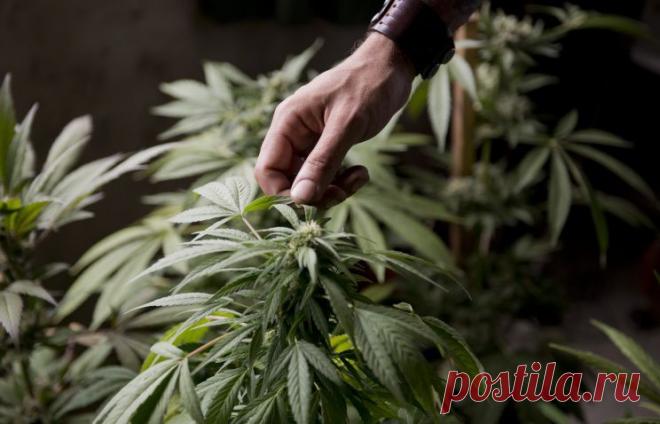 В Уругвае открылись курсы по выращиванию конопли - Blog