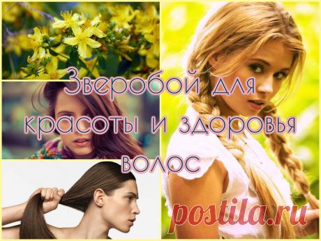 Целебные свойства ополаскиваний зверобоем для волос