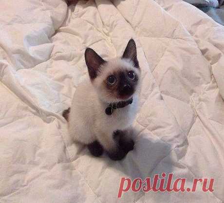 Котенок Гав