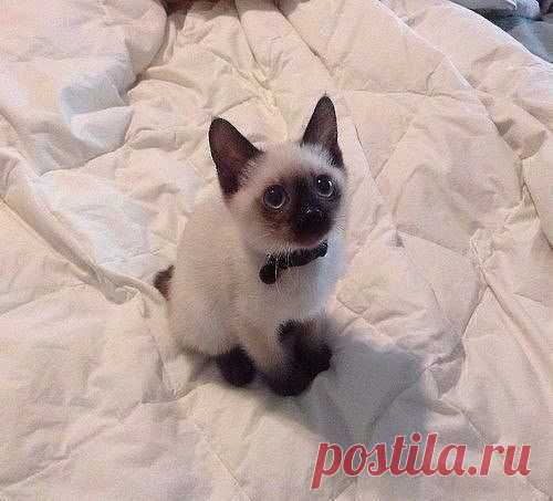 Котенок Гав
