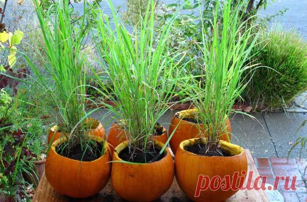 Лемонграсс: выращивание дома семенами и в открытом грунте, правила посадки цитронеллы Выращивание лемонграса – посев семян дома и рассадой в открытом грунте. Требования агротехники в ящике и на грядке. Как размножить культуру