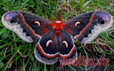Обои рабочего стола // Жизнь животных // Бабочки | Насекомые // Polyphemus Moth North American | Бесплатные фотообои 2560x1600