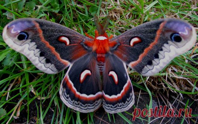 Обои рабочего стола // Жизнь животных // Бабочки | Насекомые // Polyphemus Moth North American | Бесплатные фотообои 2560x1600