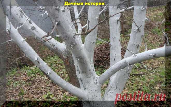 Очень простой рецепт побелки деревьев осенью. Защитит деревья и не смоется за зиму | Дачные истории | Яндекс Дзен