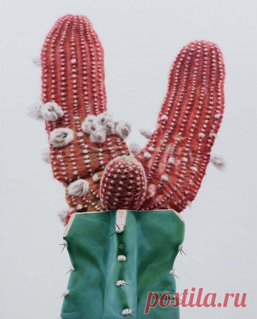 Реалистичные картины кактусов от корейского художника Ли Кван-хо