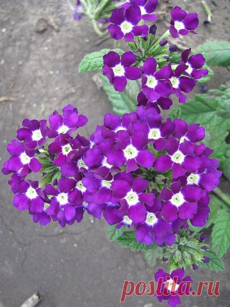 Яркая и неприхотливая: вербена на даче — 6 соток