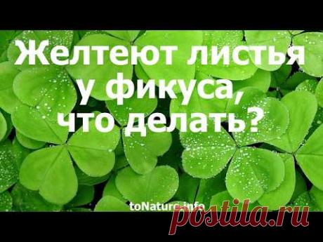 Желтеют листья у фикуса, что делать?