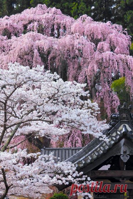 Sakura (Cherry Blossoms) at FukujuTemple, Miharu, Fukushima, Japan | by Koji Yamauchi on 500px | Igor Mamantov приколол(а) это к доске Japan