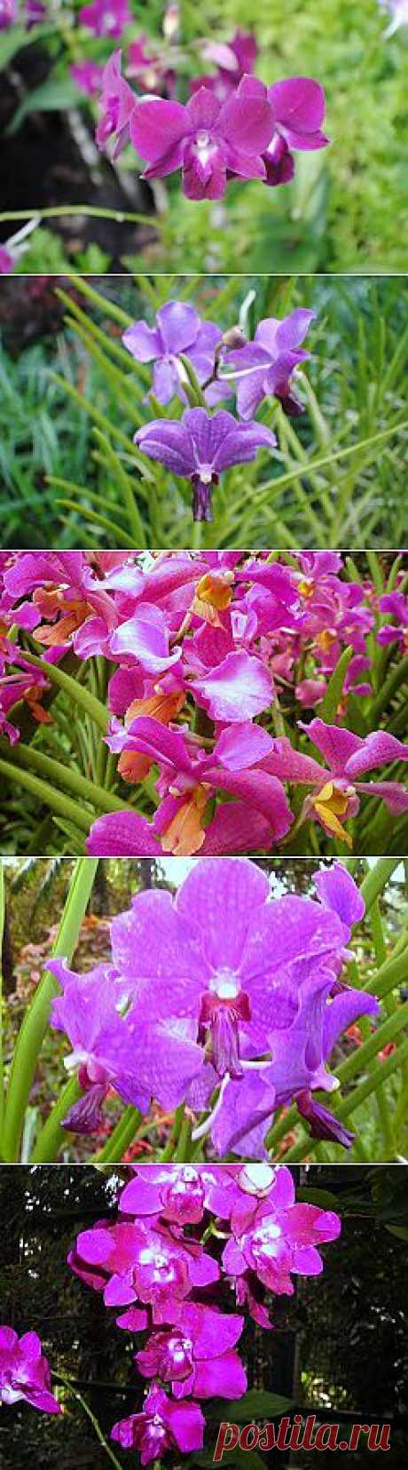 Сингапур Orchid Garden