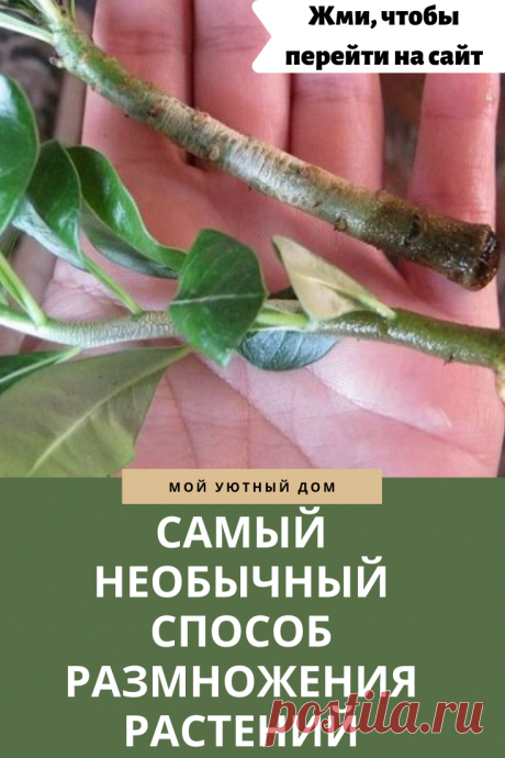 Метод размножения растений о котором стоит знать