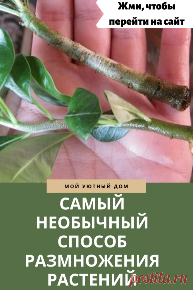 Метод размножения растений о котором стоит знать
