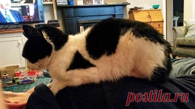 Unique Cats with Beautiful Odd Details