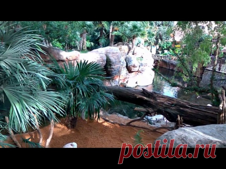 Биопарк Фуэнхирола Bioparc Fuengirola Находится в центре прибрежного города Фуэнхирола (Коста дель Соль, Андалусия, Испания). Биопарк хорошо обустроен. Звери находятся в удобных вольерах в которых созданы условия максимально приближенные к естественной среде обитания. Пожалуйста посмотрите видео и сами в этом убедитесь! Если вам понравилось видео поставьте лайк и подпишитесь на наш канал. Нас всегда можно найти в интернете по хэштегам #MalagaEiendom #FuengirolaSpain #Русск...