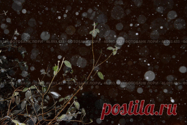 Frozen trees with green leaves on dark winter night sky background with blurred snow bokeh Стоковое фото, фотограф Ilaronsia / Фотобанк Лори