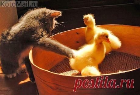 А почему у тебя только две лапки?