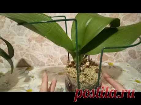 Сниженный тургор листьев орхидеи .Состояние через неделю.(часть  2)