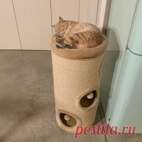 La cuccia preferita.
Per salire ho bisogno di un “passaggio”, ma a scendere sono bravissimo. Buonanotte!
.
#vituzzosuperstar #bioniccat #vitoilgattobionico #goodnight #sleepycat