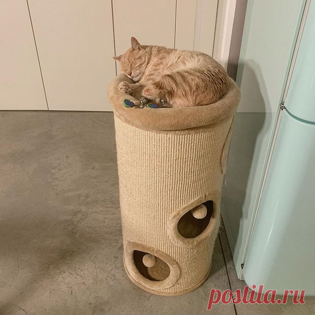 La cuccia preferita.
Per salire ho bisogno di un “passaggio”, ma a scendere sono bravissimo. Buonanotte!
.
#vituzzosuperstar #bioniccat #vitoilgattobionico #goodnight #sleepycat