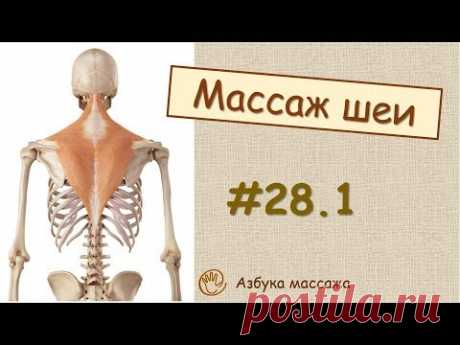 Массаж шеи (краткая теория)  | Урок 28, часть 1 | Уроки массажа