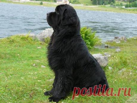 Очень СРОЧНО НЬЮФАУНДЛЕНД (водолаз) ищет дом в связи со смертью хозяина. Мальчик 5 лет. Если в течении 2-ух дней он не найдет дом, то его хотят усыпить. ПОМОГИТЕ!!! 8-029-631-93-04 Сергей фото из интернета