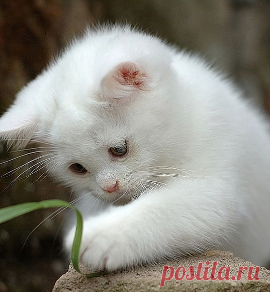 Мой Мир@Mail.Ru