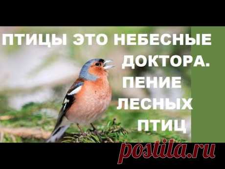 ПЕНИЕ ЛЕСНЫХ ПТИЦ УСПОКАИВАЕТ НЕРВНУЮ СИСТЕМУ,НОРМАЛИЗУЕТСЯ ДАВЛЕНИЕ.ПТИЦЫ ЭТО НЕБЕСНЫЕ ДОКТОРА.