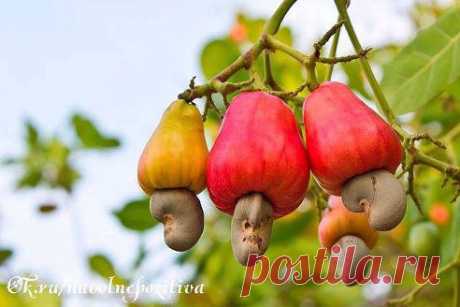 Первый раз вижу, как растёт кешью !!!!!