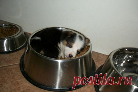 Спят усталые щеночки, в миске спят