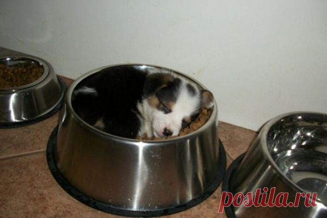 Спят усталые щеночки, в миске спят
