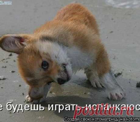 Хорошего настроения  от наших питомцев - воскресный позитив!