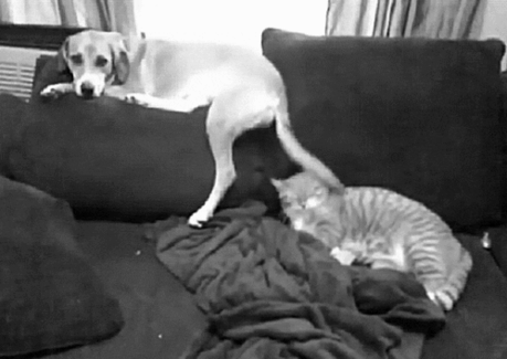 Cat And Dog GIF - Find & Share on GIPHY Discover & share this Animals GIF with everyone you know. GIPHY is how you search, share, discover, and create GIFs.