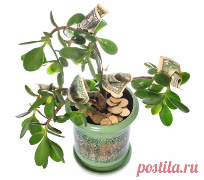 Как добиться цветения денежного дерева — Убойный Юмор