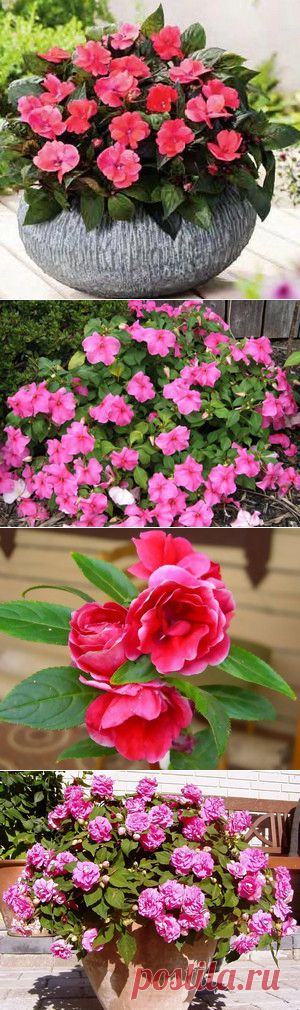 Посадка и уход за садовым бальзамином (фото)