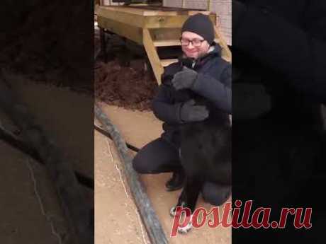 Очень часто на съемках к Алексею липнут животные. Личный #shorts