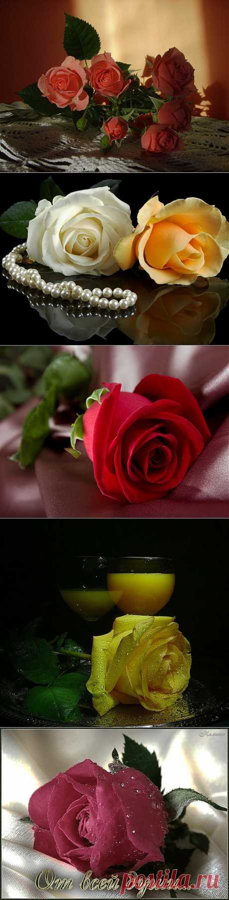 Омар Хайям о розе.