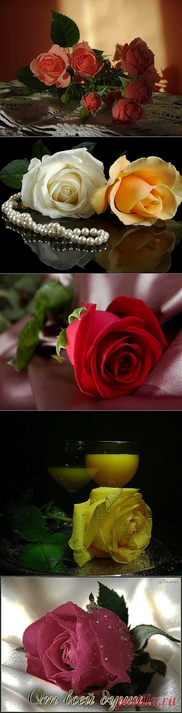 Омар Хайям о розе.