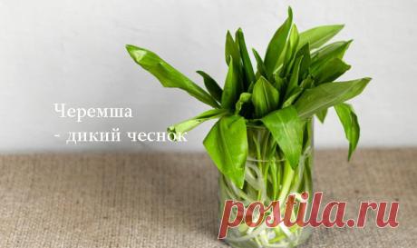 Черемша — дикий чеснок | Эффективное похудение. Все виды диет Черемша - дикий чеснок