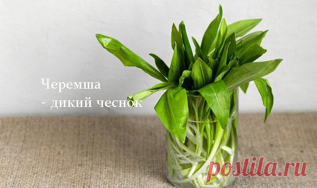Черемша — дикий чеснок | Эффективное похудение. Все виды диет Черемша - дикий чеснок