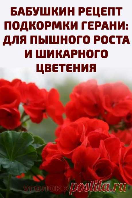 Чтобы растение было здоровым и прекрасно выглядело, необходимо правильно ухаживать за ним. Конечно же, свет, полив, своевременная обрезка очень важны. Но, наверное, главным фактором идеального внешнего вида цветка является, подталкивающая к росту и цветению, подкормка. Причем речь идет не о покупных составах, а о «бабушкином» рецепте, который кто-то помнит, а кто-то не знал или уже забыл. #герань #подкормкарастений #комнатныерастения