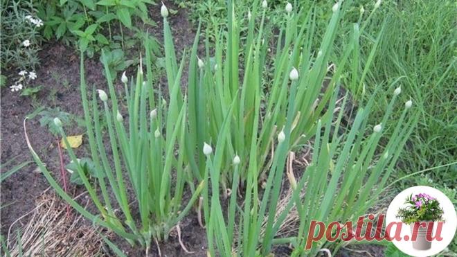 Стрелка у лука что нужно знать
#огород

Специалисты выделяют ряд причин, способствующих появлению стрелок у лука.

Это, в первую очередь, большой диаметр луковицы (более трех сантиметров).
Сюда относятся и плохие условия хранения (влажность, резкие колебания температур).
Еще одной причиной является преждевременное высаживание лука, т.к. земля еще холодная.

Хранение лука

Овощеводы обычно используют два популярных способа хранения лука. Первый — при котором температура воз...