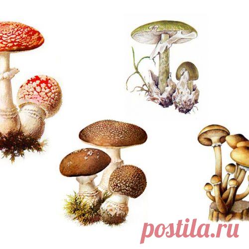 Как отличить съедобный гриб от ядовитого двойника